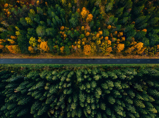 Wall Mural - Aerial view of a road through the forest in summer and fall or autumn.