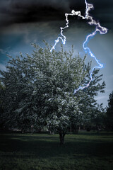 Wall Mural - dark cloudy sky with lightning striking tree. thunderstorm