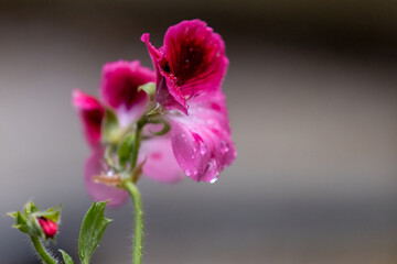 Poster - a pink and red geranium flower with more buds