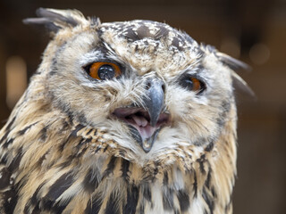 Wall Mural - open beak indian eagle owl close up portrait