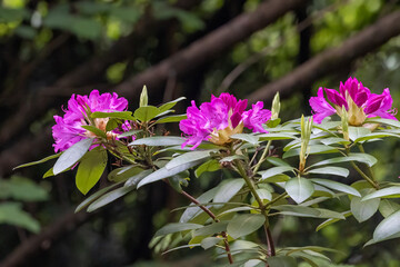 Sticker - groups of dark purple pink rhododendron flowers in washington