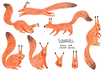 Colored pencil drawn squirrel illustrations.