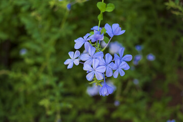 top shot of beautiful wild blue phlox flowers outdoor