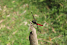 Closeup Shot Of A Large Dragonfly On A Branch