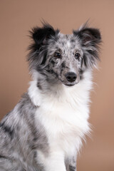 Wall Mural - Cute shetland sheepdog sitting against a beige background