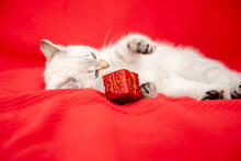 White Kitten Playing With Gift Box Isolated On Red Background. Christmas And New Year Concept 