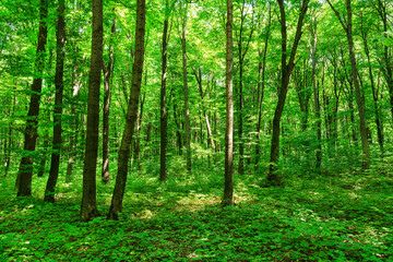  Sunlight in the green forest, spring time