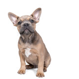 Fototapeta Zwierzęta - Studio shot of an adorable French bulldog puppy sitting on isolated white background looking at the camera with copy space