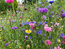 Summer Wildflower Meadow, Yellow, Blue, Purple, Pink, Orange Flowers, Cornflowers, Close Up