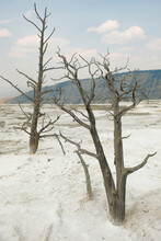 Dead Trees Near Hot Springs In Yellowstone National Park In Wyoming, USA