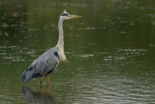 Grey Heron (Ardea Cinerea) Hunting In A Shallow Lake At Langford Lakes Nature Reserve In Wiltshire, England, United Kingdom