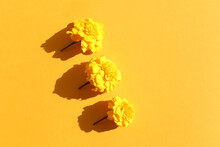 Three Yellow Marigolds Flowers On Yellow Background With Shadow. Mockup, Closeup. Flower Line Borde. Cosmetics Product Advertising Backdrop.Top View, Copy Space, Flatlay. Empty Space