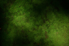 Beautiful Green Moss On The Floor Wallpaper Background.