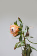© Austockphoto - Close up shot of a protea flower placed inside a small glass vase.