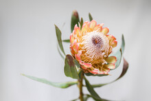 Close Up Shot Of A Protea Flower
