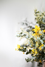 Australian Wattle Plant With Silver Leaves And Golden Blossoms