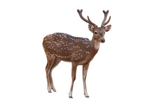 Spotted Deer,Cute Spotted Fallow Deer Isolated On The White Background.