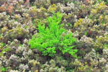 From Above Green Tree On Nature
