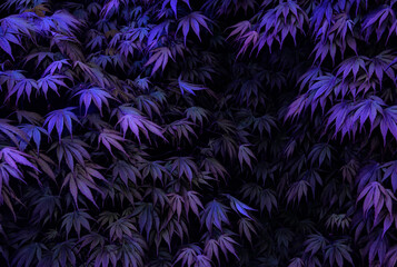 Abstraction of a maple leafs