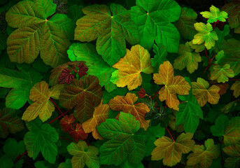 Close up of a tree canopy in spring