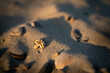 Seestern im Sand