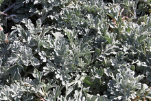Closeup View Of The Silver Leaves On A Silver Brocade Plant