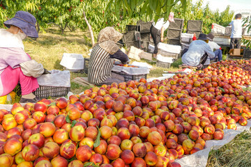 Wall Mural - Ripe nectarine picking in summer orchard