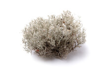 Moss Close-up Isolated On White Background, Evernia Prunastri, Also Known As Oakmoss, Is A Variety Of Lichen.