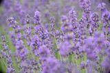 Fototapeta Lawenda - Lavender flower field, Blooming purple fragrant lavender flowers. Growing lavender swaying in the wind, harvesting, perfume ingredient, aromatherapy