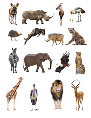 Wall Mural - set of african safari animals isolated on white
