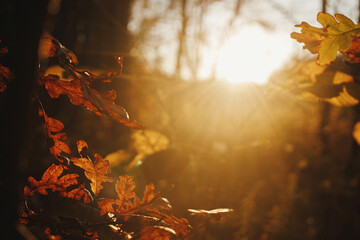 Wall Mural - Beautiful autumn leaves in evening sun light. Autumnal background. Beautiful oak tree branches with brown leaves in sunset rays in autumn woods. Space for text