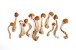 hallucinogenic mushrooms
