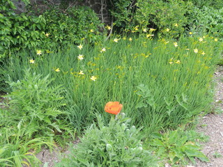 beautiful botanical garden in camarthen wales