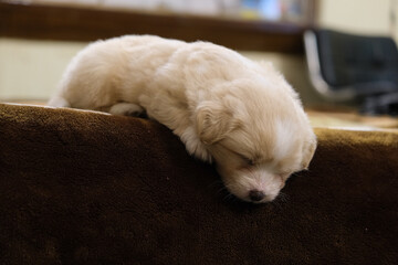 Poster - Shot of the cute puppy dog sleeping at the edge of the fluffy surface.