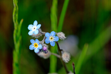 Wall Mural - Field forget-me-not // Acker-Vergissmeinnicht (Myosotis arvensis)