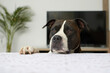Black and white american staffordshire terrier dog waiting for an award