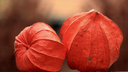 Closeup shot of the groundcherry.