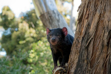 The Tasmanian Devil Is A Black Marsupial With Brown Eyes A Sharp Cutting Teeth