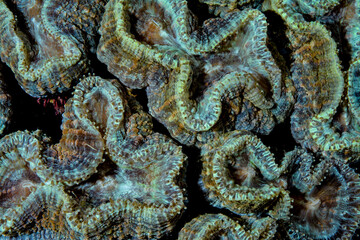 Wall Mural - Open Brain Coral Details and beautiful pattern