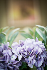 Poster - Selective closeup of blue hydrangea flowers in a garden