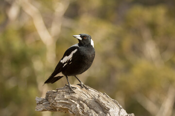 Poster - Australian Magpie on a tree in Tasmania, Australia