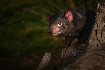 Canvas Print - Closeup shot of a Tasmanian Devil on a tree in Australia