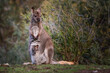Wallaby with Joey in Tasmania, Australia