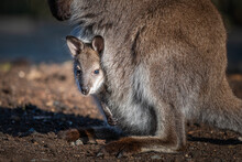 Closeup Shot Of A Wallaby With Joey In Mother's Pouch On A Sunny Day