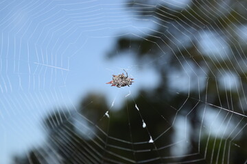 orb weaver w web