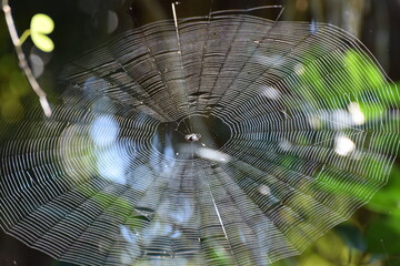 Wall Mural - Orb Weaver w Web