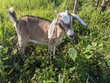 A young tied white-beige goat with small horns eats a green leaf in the middle of green vegetation.