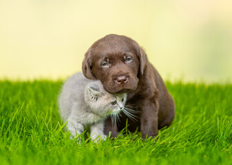 Poster - Gentle Chocolate Labrador Retriever puppy fondling  kitten on green summer grass