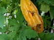 Bitter gourd is ripe in the field and is being eaten by ants 