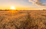 Fototapeta Na sufit - Scenic view at beautiful summer sunset in a wheaten shiny field with golden wheat and sun rays, deep blue cloudy sky, road and rows leading far away, valley landscape